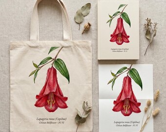 Copihue Botanical Illustration Commercial License | Chilean National Flower Art | POD & Small Business Use