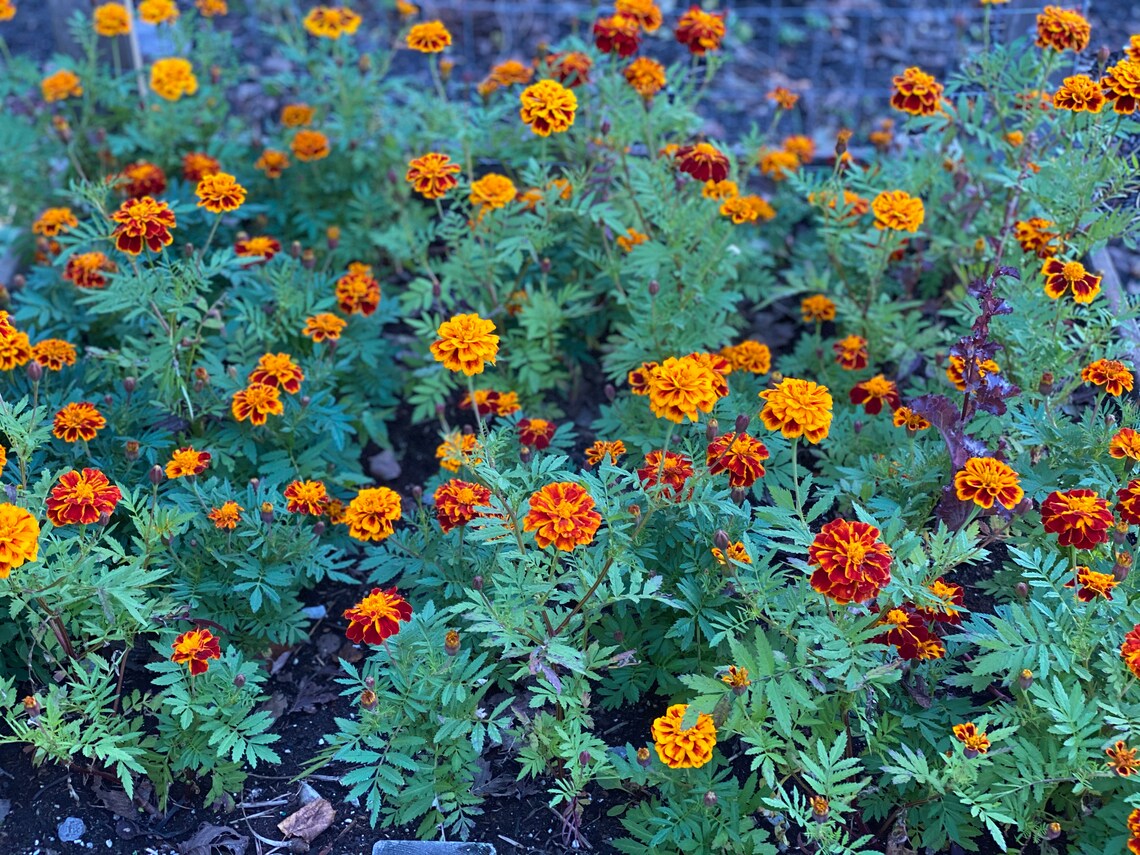 Marigold Seeds Annual Flower seeds French Marigold Garden