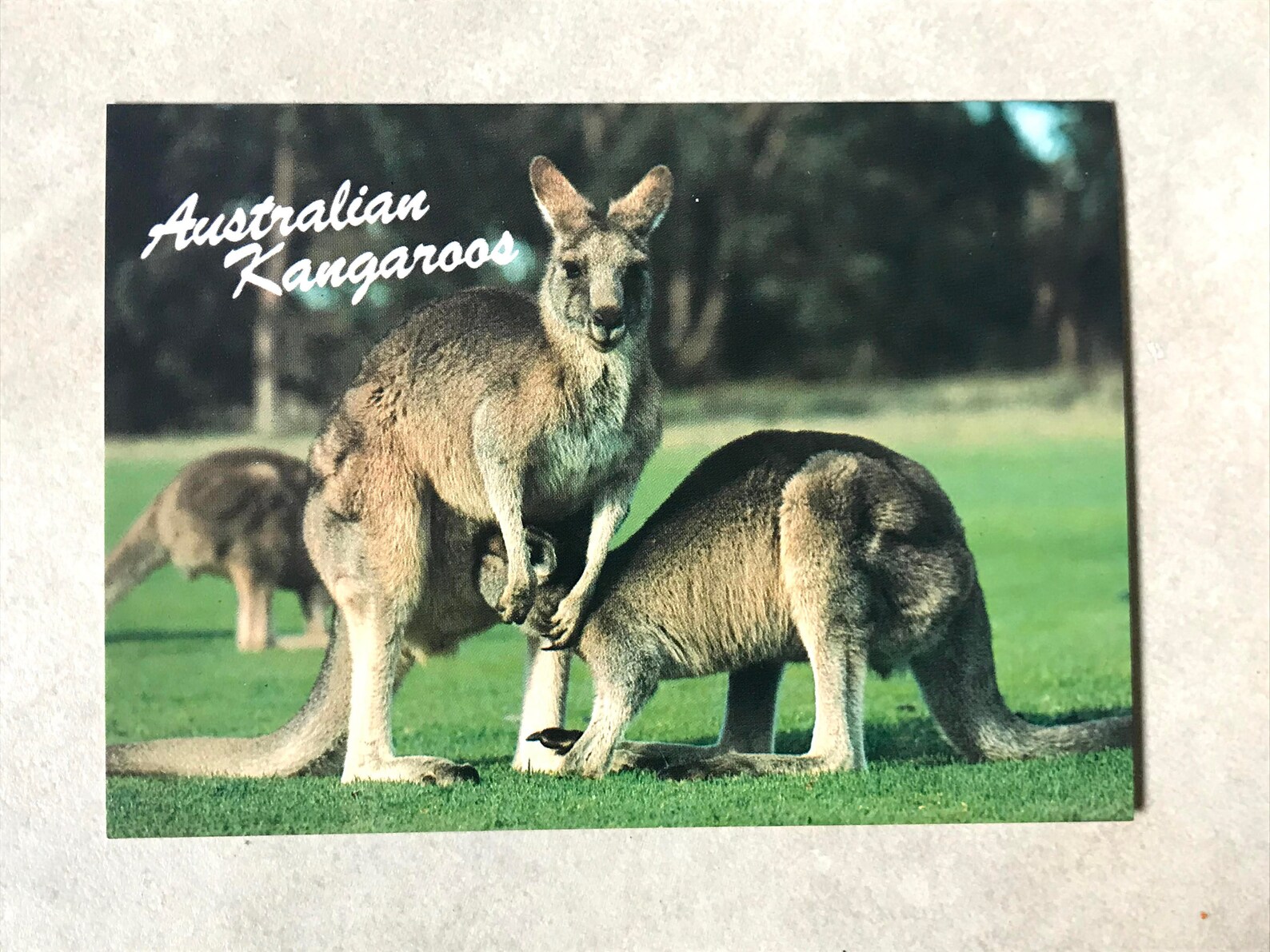 Vintage Australia Postcards set of 6 Etsy