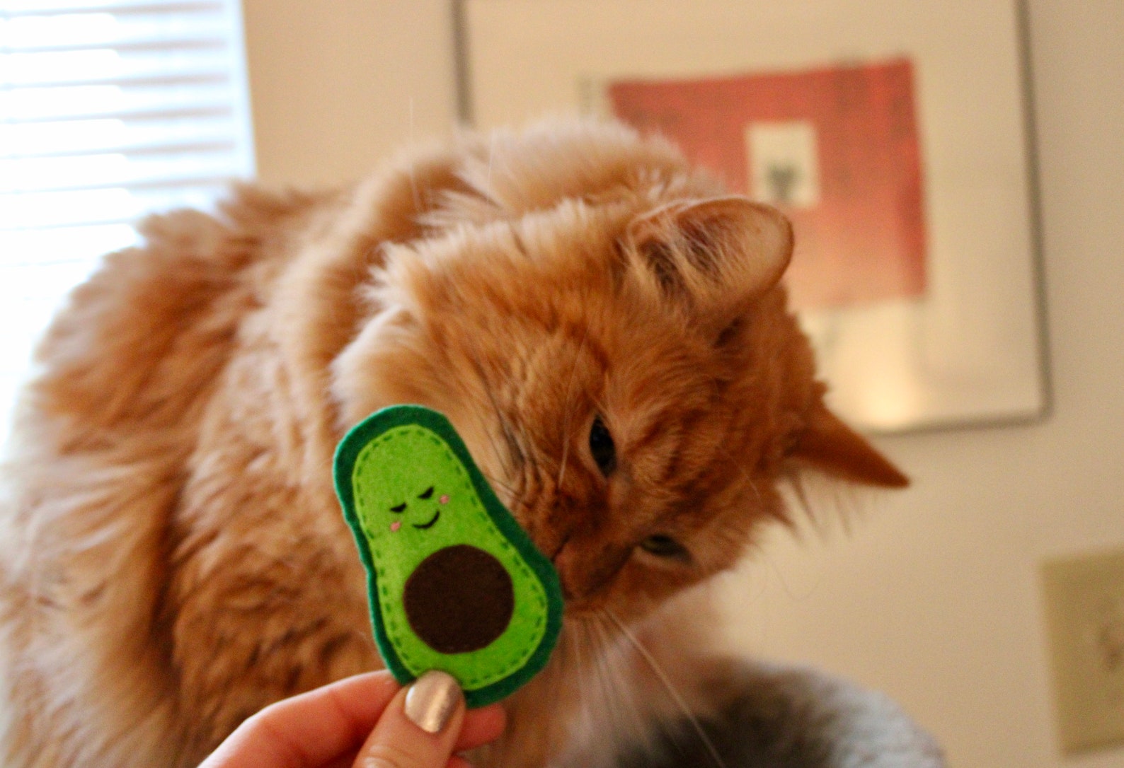 Happy Avocado Catnip Kitty Cat Toy Cute Smiling Felt Avo Etsy
