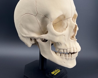 Human Adult Skull - 3D Printed Anatomy Skull - Human Skull Model With Stand and Magnets | Moveable Jaw