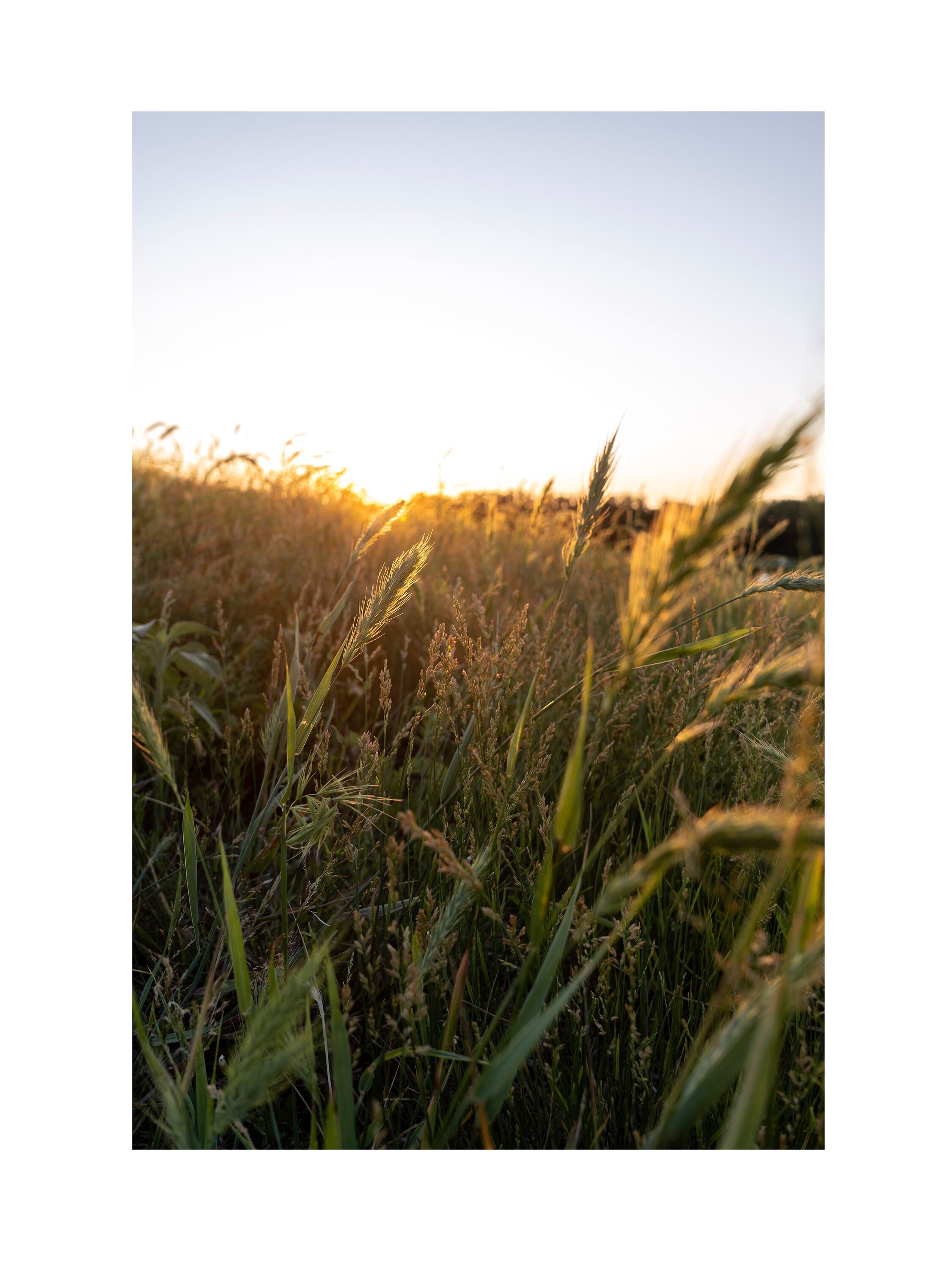 Affiche Décorative Murale - Champs