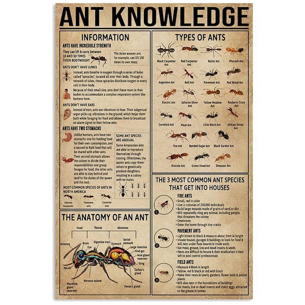 Affiche de connaissance de fourmi, affiche de types de fourmis, l'anatomie d'une fourmi, art de toile de fourmi, art de mur de fourmi, impression d'art de fourmi, cadeaux de fourmi, cadeau d'amant de fourmi
