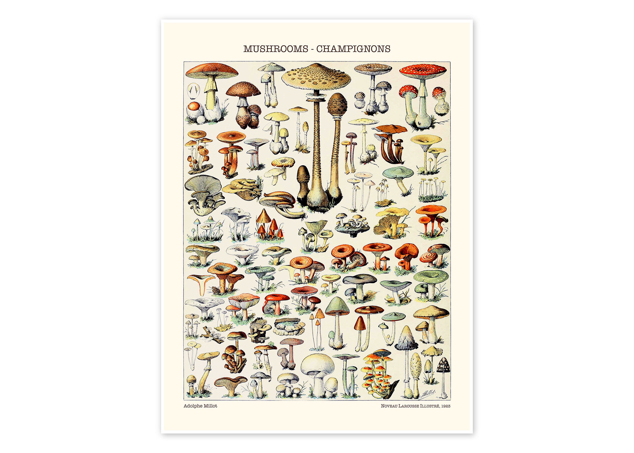 Mushrooms Champignons Knowledge Poster, Mushrooms Art,  Type of Mushrooms Poster, Plant Art Print, Home Decor