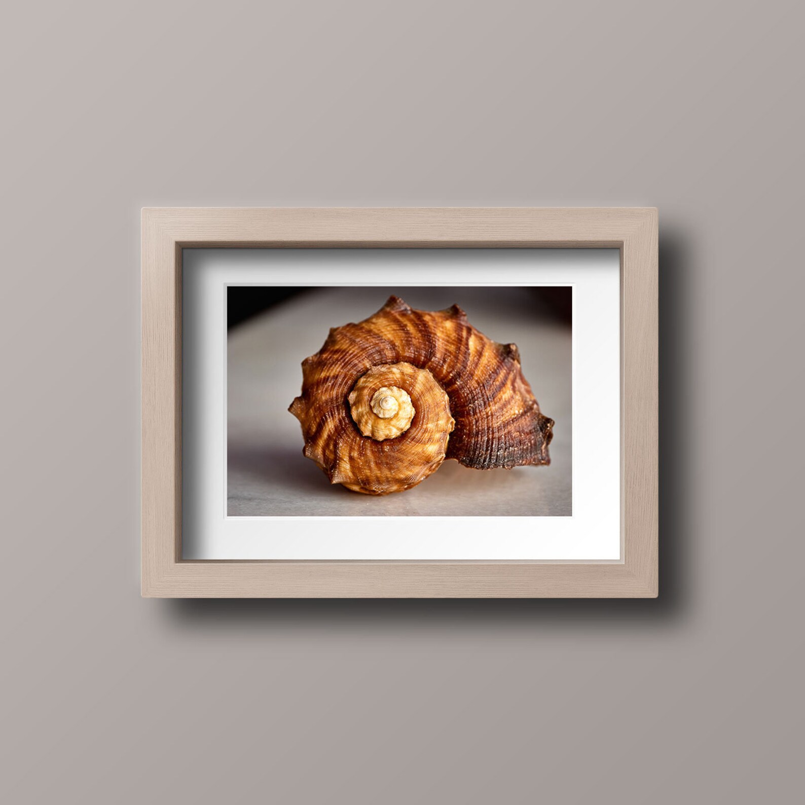 Seashell Print Digital Download Seashell Photography Print - Etsy