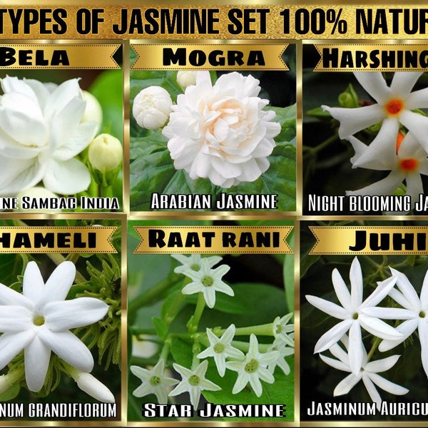 100% Natuurlijke Jasmijn oliën set- 6 soorten Jasmijn oliën