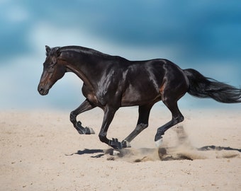 Beautiful Black Friesian Horse Women/'s Tee Image by Shutterstock