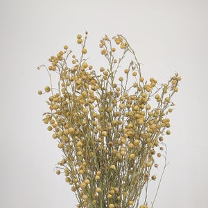 Natural Dried Flax • Home Decor • Floral Supplies • Gift • Natural • Boho • Vase Filler • Wedding Decor • Any Occasion • DIY • Dried Flowers
