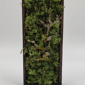 Preserved Moss Small Art Frame • Rustic Moss Wall Decor • Indoor Garden • Moss Design • 25x9.5 cm Minimalist Evergreen Decor • Biophilic •