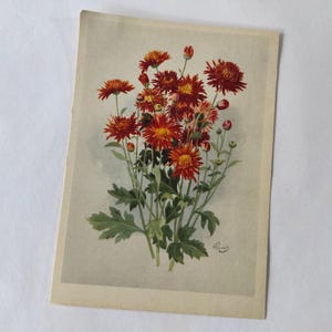 Cartão postal soviético de 1964, flores
