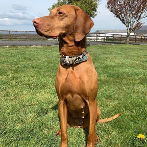 May include: A brown and white dog with a patterned collar sits in a grassy field. The dog is looking to the left of the image.