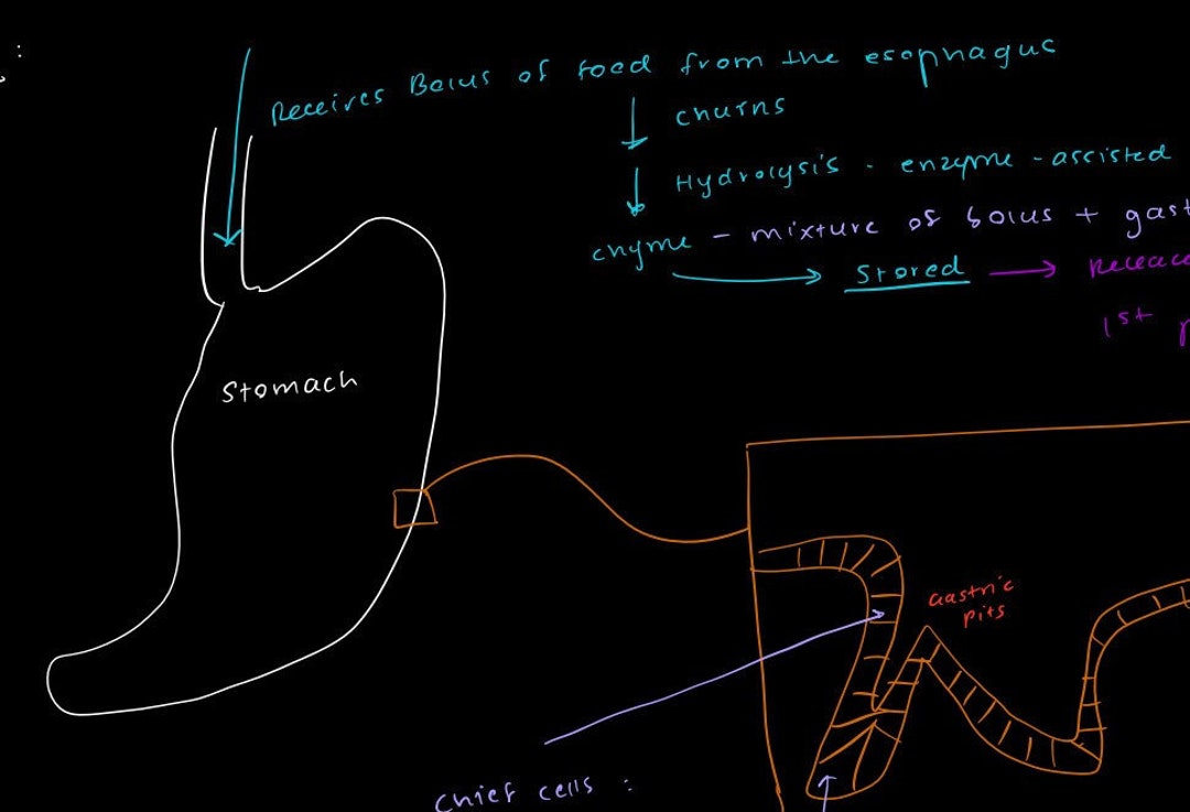 MCAT PREP Digestive System and GI Tract Overview Etsy