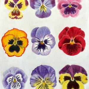 A4 Stiefmütterchen Print | Niedliche bunte Blumen Blumendruck Wandkunst