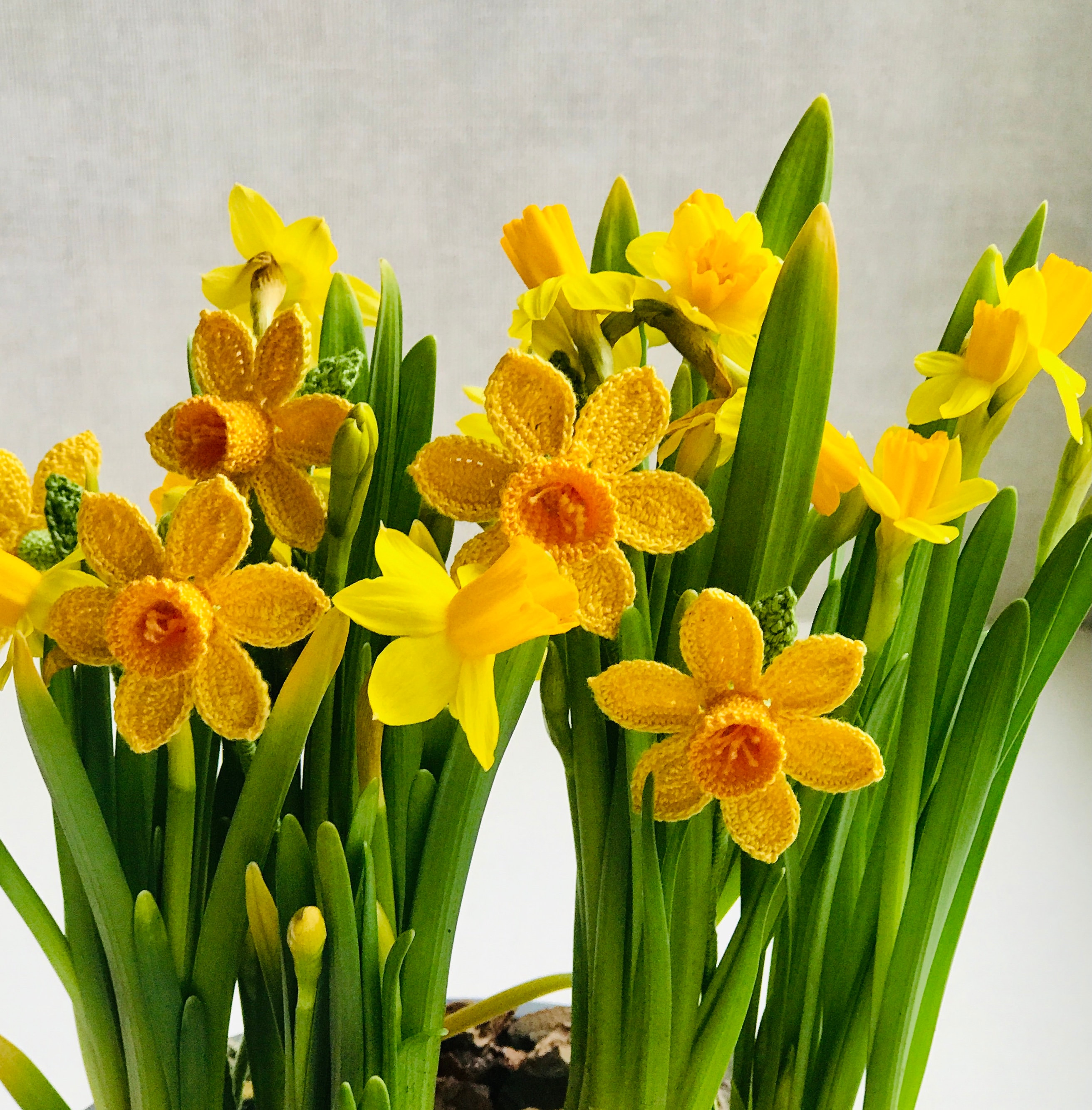 スイセンの編み図（PDF） – リアルなスイセンの茎、春の花、英語の