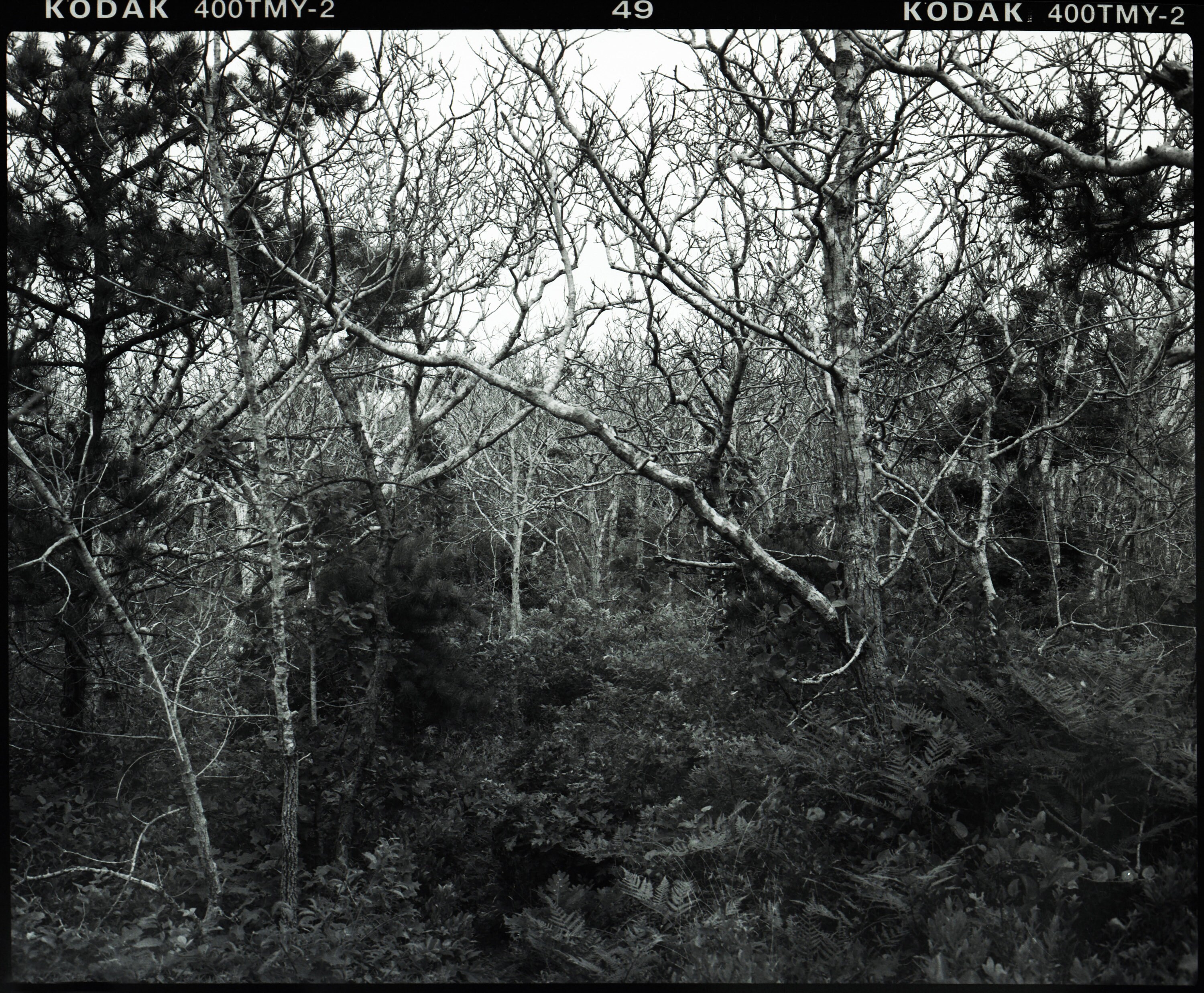 Cape Cod National Seashore Beach Forest 3 Digital Download 17 Mb East ...