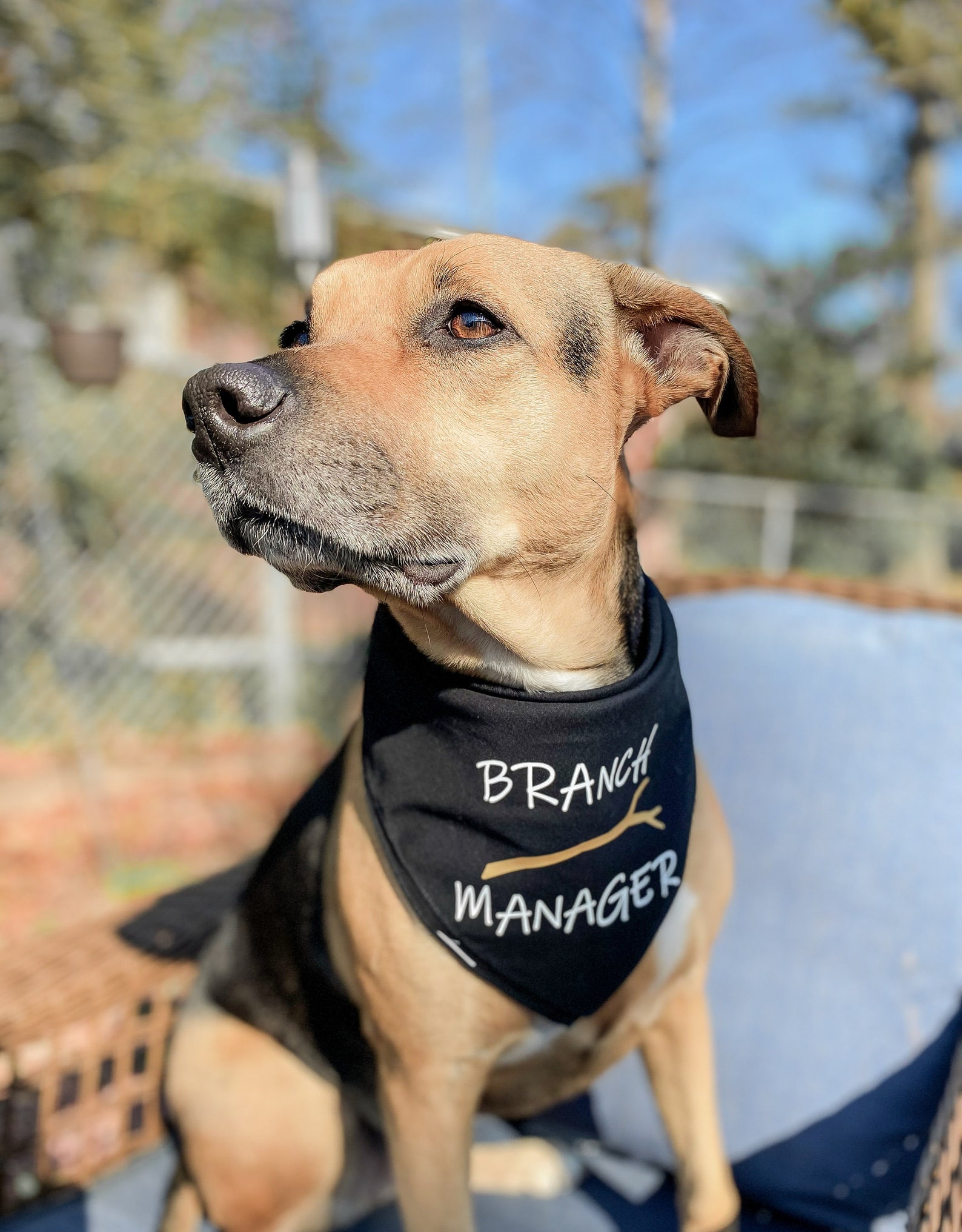 Custom Dog Bandana Dog Bandana Cute Dog Bandana Black Dog Etsy