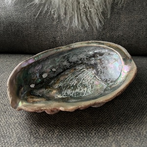 Lg vintage abalone shell
