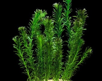 BUY 2 GET 1 FREE Anacharis (Egeria Densa)  | 1 Bunch (4 stems) | Bulk Buying Discounts | Your Aquatic Paradise Awaits with Shore Aquatic