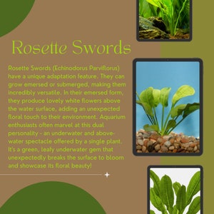 May include: A close-up of a green rosette sword plant, also known as Echinodorus Parviflorus, growing in a clear glass tank. The plant has large, green leaves and is partially submerged in water. The text "Rosette Swords" is displayed in a large font at the top of the image.