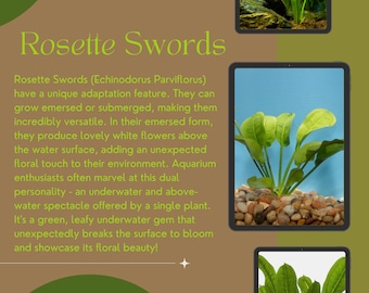 Rosette Swords - Echinodorus Parviflorus - Vibrant Freshwater Aquatic Plant - 1/3/5 Pack Options