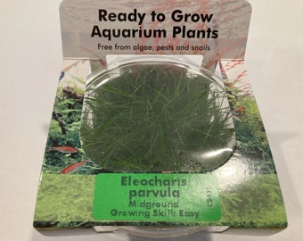 Hairgrass Dwarf Eleocharis Parvula Tissue Culture for Aquarium Midground Decoration