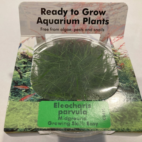 Hairgrass Dwarf Eleocharis Parvula Tissue Culture for Aquarium Midground Decoration