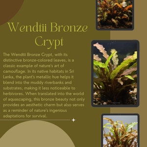 1/3/5 Potted Wendtii Bronze Crypt (Cryptocoryne Wendtii &#39;Bronze&#39;) by Shore Aquatic - Captivating Bronze Elegance for Aquariums
