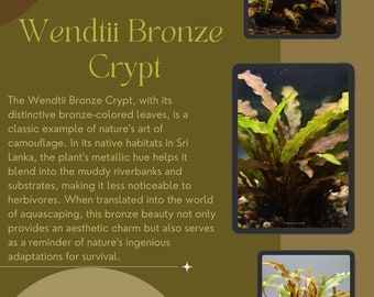 Potted Wendtii Bronze Crypt: Aquarium Plant - Etsy