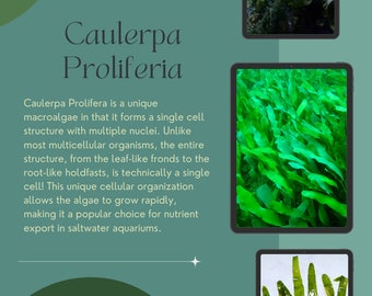 Caulerpa Prolifera Macroalgae - 3 Blades per Pack - Ideal for Marine Saltwater Aquariums - 1/3/5 Pack