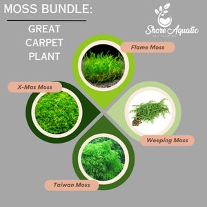 Premium Aquatic Moss Variety 4-Pack for Aquariums - 4oz Cups: Flame, Taiwan, Christmas & Weeping Moss