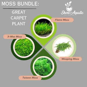 Premium Aquatic Moss Variety 4-Pack for Aquariums - 4oz Cups: Flame, Taiwan, Christmas & Weeping Moss