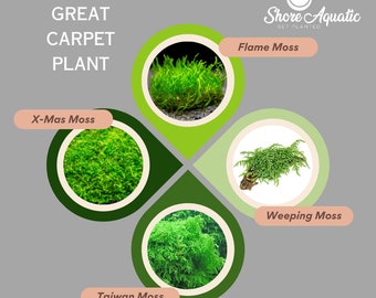 Premium Aquatic Moss Variety 4-Pack for Aquariums - 4oz Cups: Flame, Taiwan, Christmas & Weeping Moss