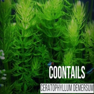 Buy 2 Get 1 Free Hornwort | (Coontail / Ceratophyllum Demersum) | 1 Bunch | Aquarium Plant
