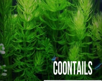 Buy 2 Get 1 Free Hornwort | (Coontail / Ceratophyllum Demersum) | 1 Bunch | Aquarium Plant