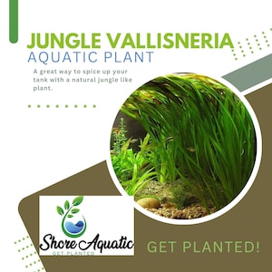 Jungle Vallisneria (Valensaria) Freshwater Aquatic Plant - 1/3/5 Bunch Pack Options