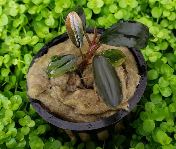 Bucephalandra Rainbow Marble Potted Aquarium Plant 3 Pack RARE - Etsy