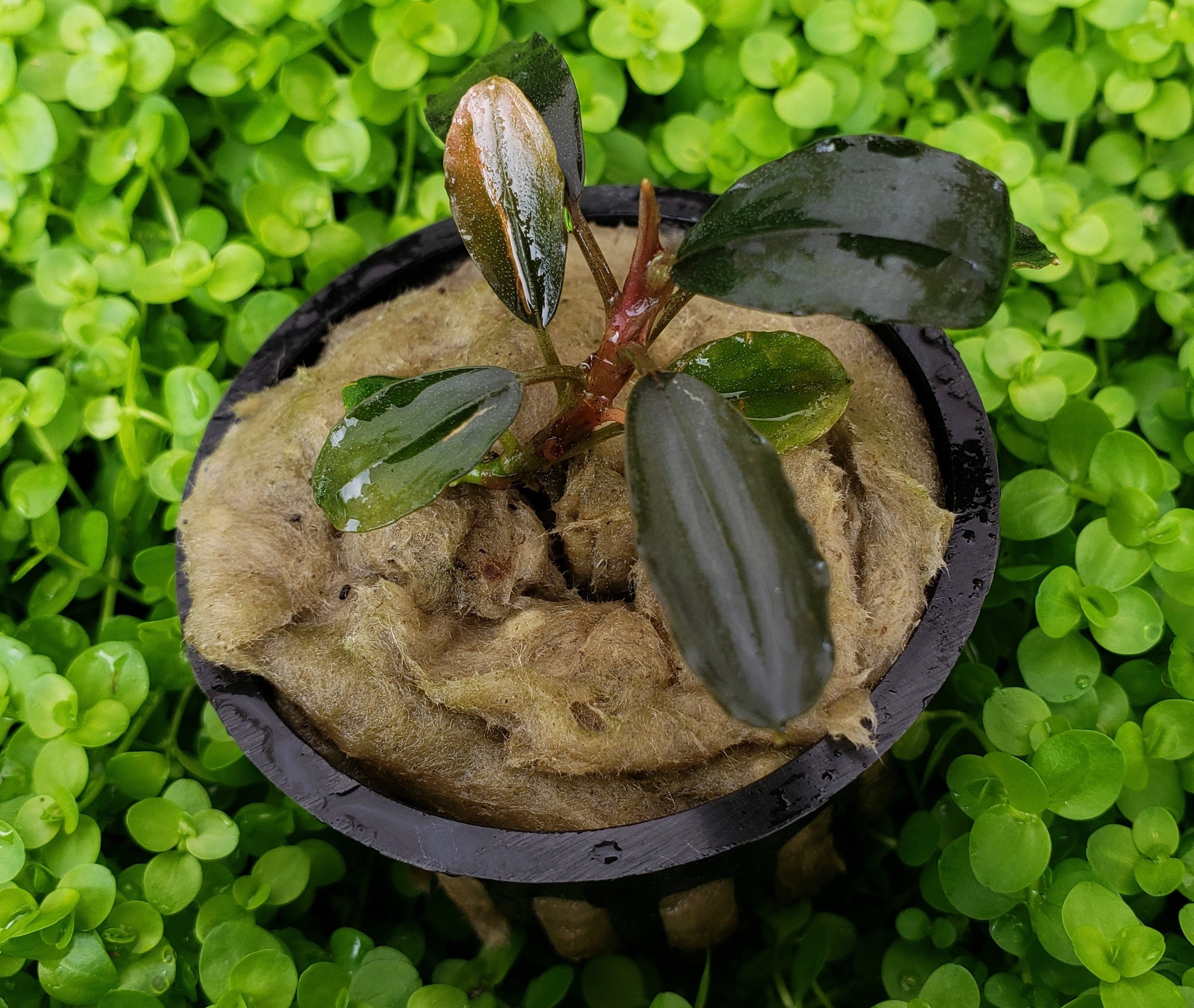 Rare Bucephalandra - Etsy