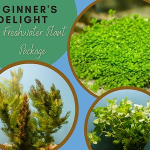 Beginner&#39;s Delight Freshwater Plant Package