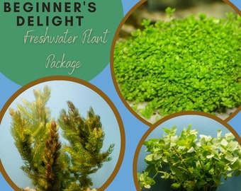 May include: Beginner's Delight Freshwater Plant Package. Three different types of freshwater plants are shown in close-up images. The plants are green and have a variety of textures.