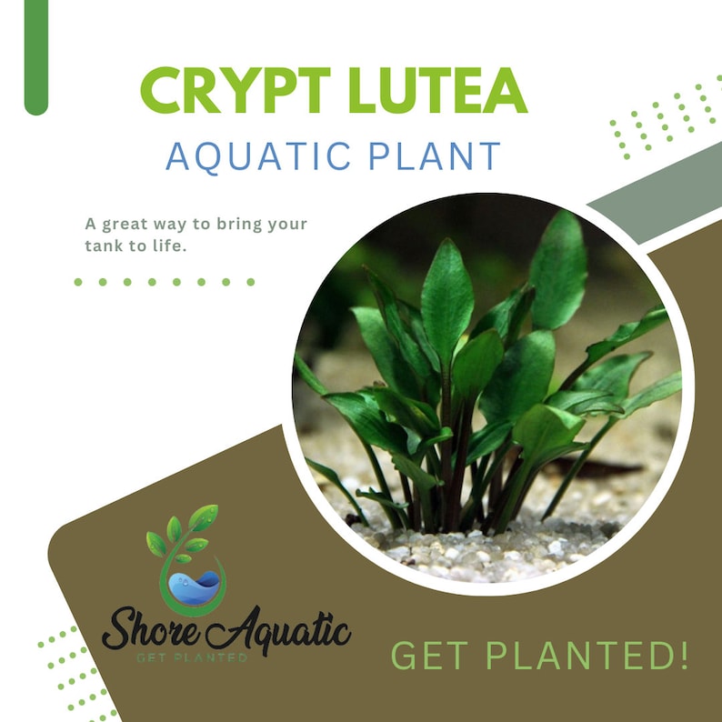 Ultimate Cryptocoryne Collection 6-Pack Aquarium Plants Wendtii Red, Green, Bronze, Parva, Spiralis, and Lutea Diverse & Easy Care image 3