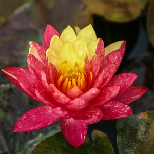 Vibrant Nymphaea 'Wanvisa' Award-Winning Hardy Water Lily for Medium to Large Ponds image 2