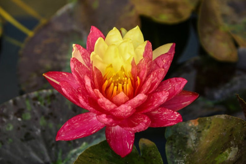 Vibrant Nymphaea 'Wanvisa' Award-Winning Hardy Water Lily for Medium to Large Ponds image 2