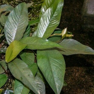 Anubias Frazeri Aquatic Plants Live Aquarium Plants potted-Buy 2, Get 1 Free