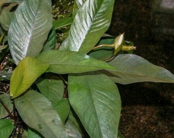 Anubias Frazeri Aquatic Plants Live Aquarium Plants potted-Buy 2, Get 1 Free