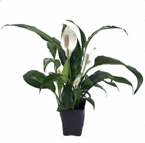 Aquarium Peace Lily (spathiphyllum Wallisii) Live Aquatic Plant - Etsy