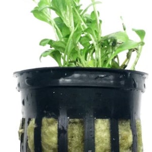 Glossostigma Elatinoides potted freshwater aquarium plant - 2 day shipping - (Buy 2, Get 1 Free)