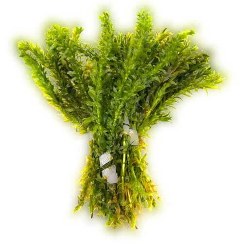 Anacharis Bunched Aquarium Plant Anacharis Egeria Densa Bunch - Fast Growing – Linear & Whorled Leaves - Background Positioning - All Natural & Organic Aquatic Plant - Long Lasting & Easy To