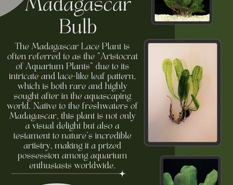 Exquisite Madagascar Lace Bulb (Aponogeton Madagascariensis) - Rare Aquatic Jewel for Freshwater Aquariums