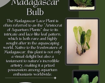 Exquisite Madagascar Lace Bulb (Aponogeton Madagascariensis) - Rare Aquatic Jewel for Freshwater Aquariums