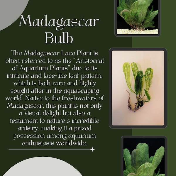 Exquisite Madagascar Lace Bulb (Aponogeton Madagascariensis) - Rare Aquatic Jewel for Freshwater Aquariums